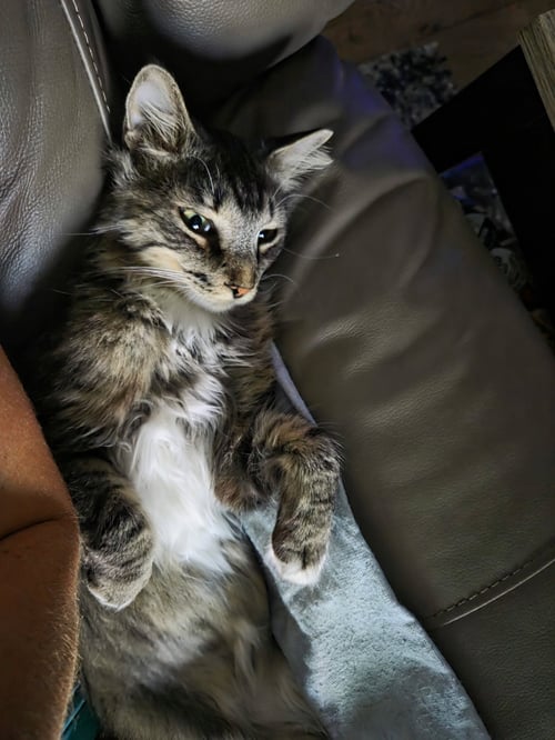 ROOKIE - Domestic Medium Hair available for adoption