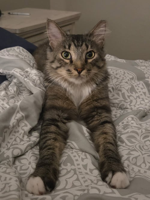 ROOKIE - Domestic Medium Hair for adoption in Scottsdale