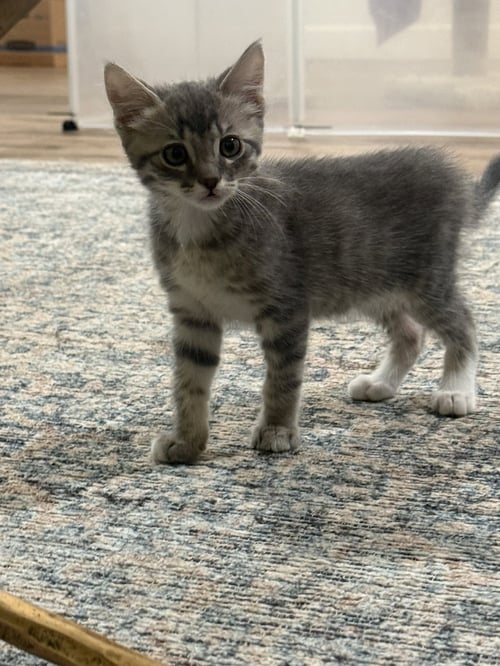 BILBERT - Domestic Short Hair for adoption in Mesa