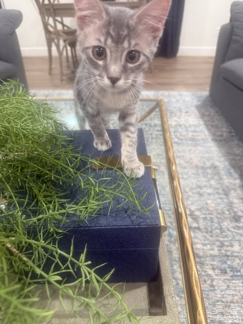 BILBERT - Domestic Short Hair available for adoption