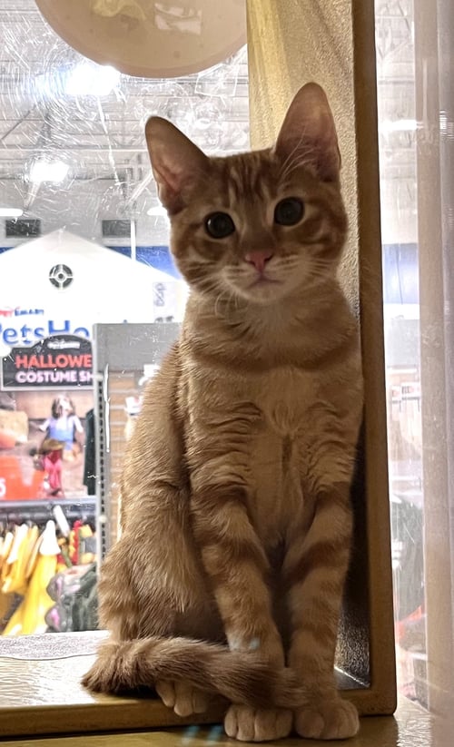 RYAN - Domestic Short Hair for adoption in Scottsdale