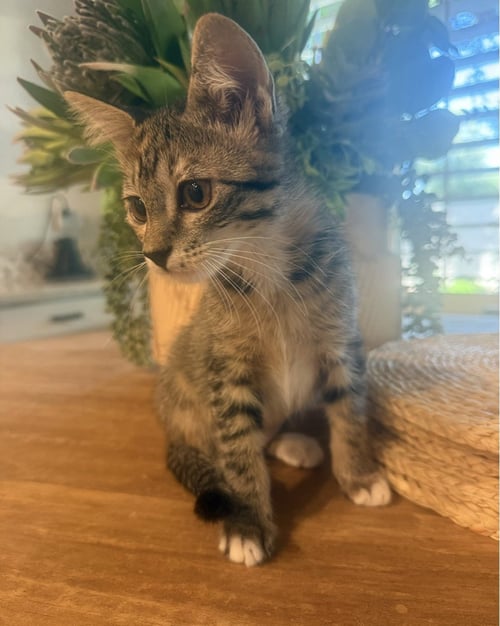 TATER BONDED TOT - Domestic Short Hair for adoption in Mesa