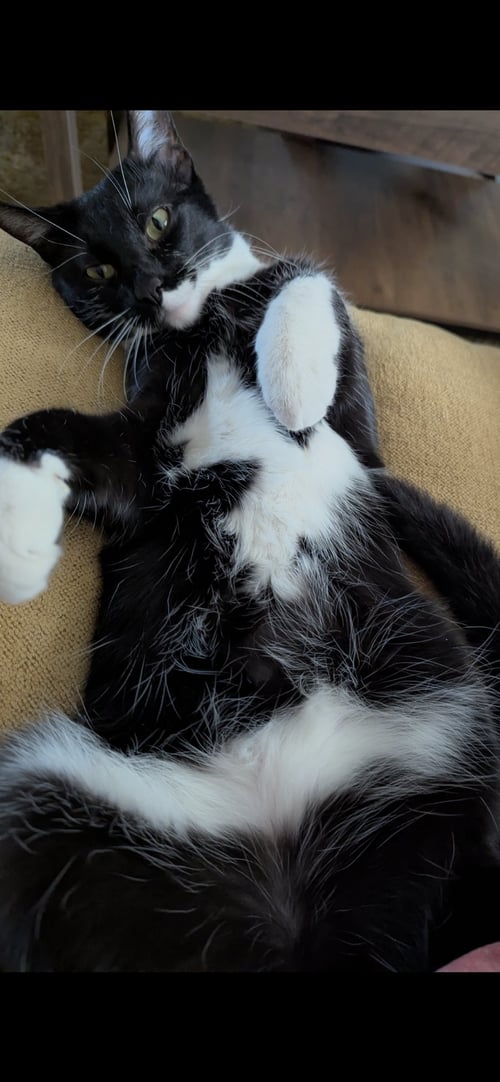 TUX - Domestic Short Hair for adoption in Mesa