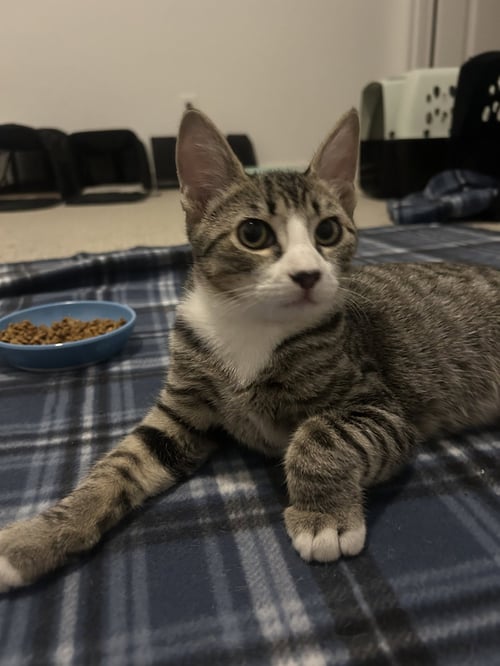 NOVA STAR - Domestic Short Hair available for adoption