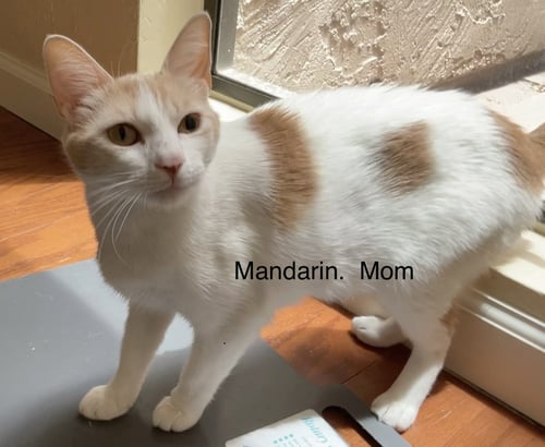 MANDARIN - Domestic Short Hair for adoption in Mesa