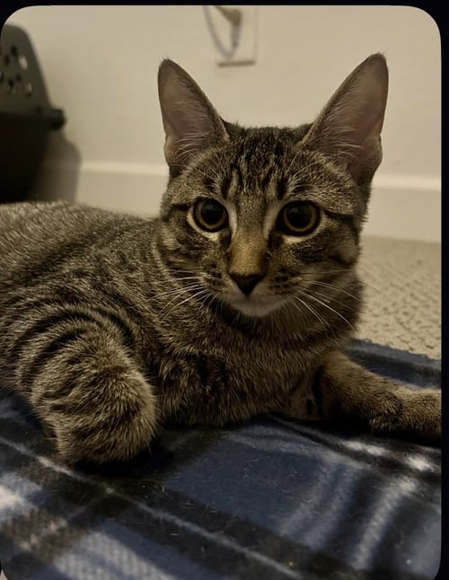 TIGER STAR - Domestic Short Hair available for adoption
