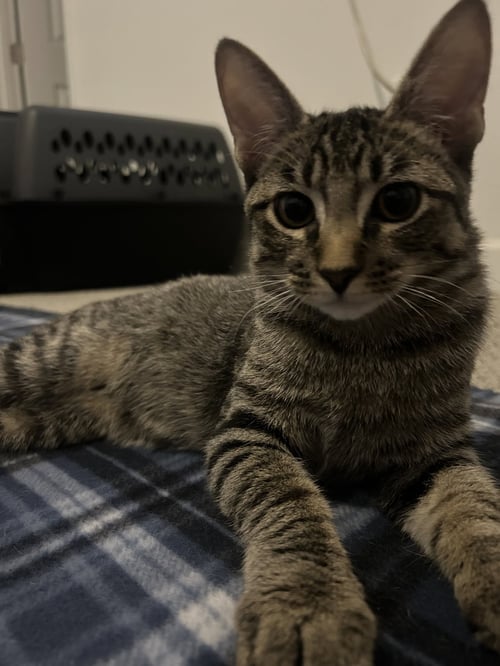 TIGER STAR - Domestic Short Hair available for adoption