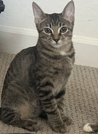 Tiger Star - Photo 5