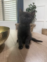 Charlie - Photo 1