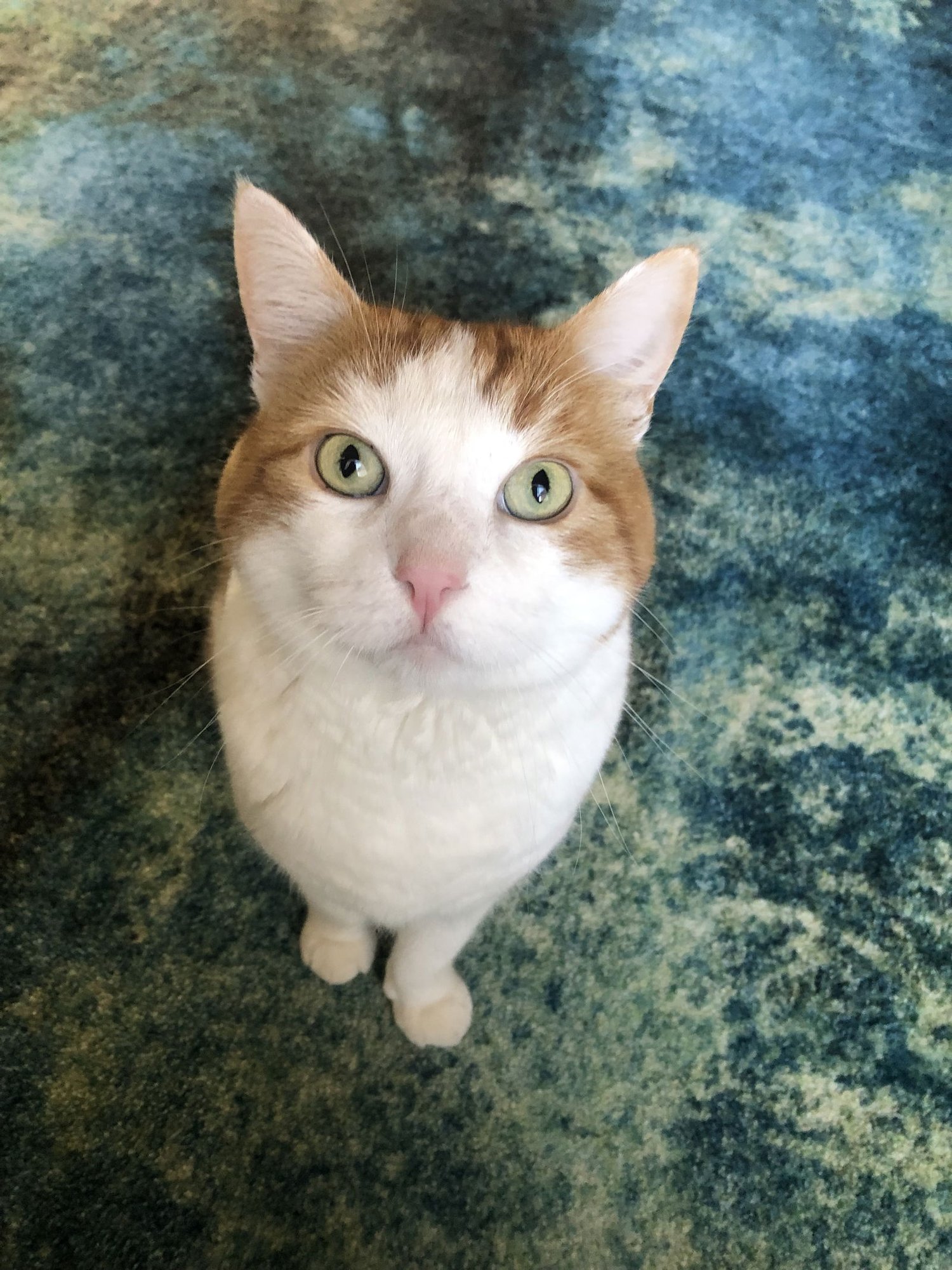 SPAGHETTI-O - Domestic Short Hair available for adoption