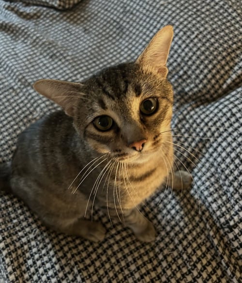YODA - Domestic Short Hair available for adoption