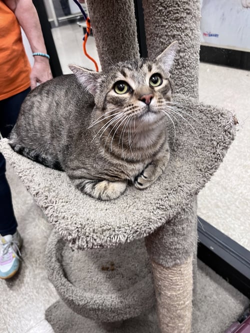 YODA - Domestic Short Hair for adoption in Scottsdale