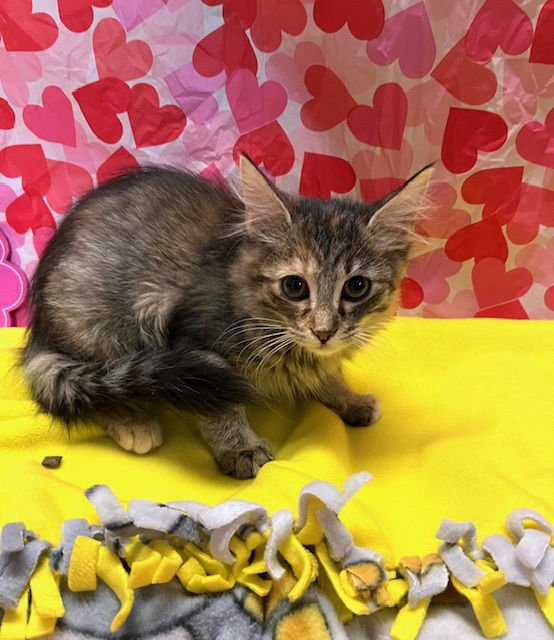 COMET - Domestic Short Hair available for adoption