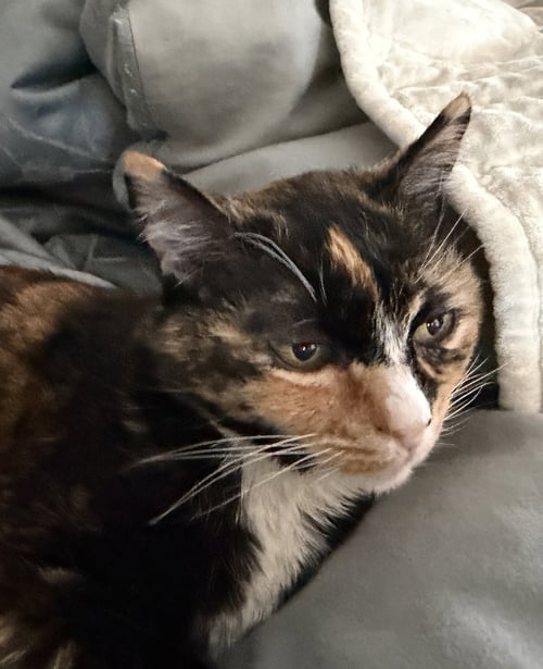 JASMINE - Calico available for adoption