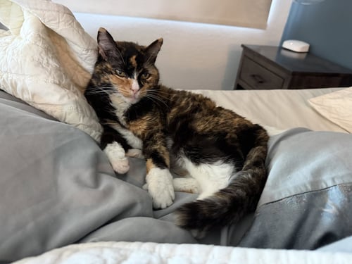 JASMINE - Calico for adoption in Scottsdale