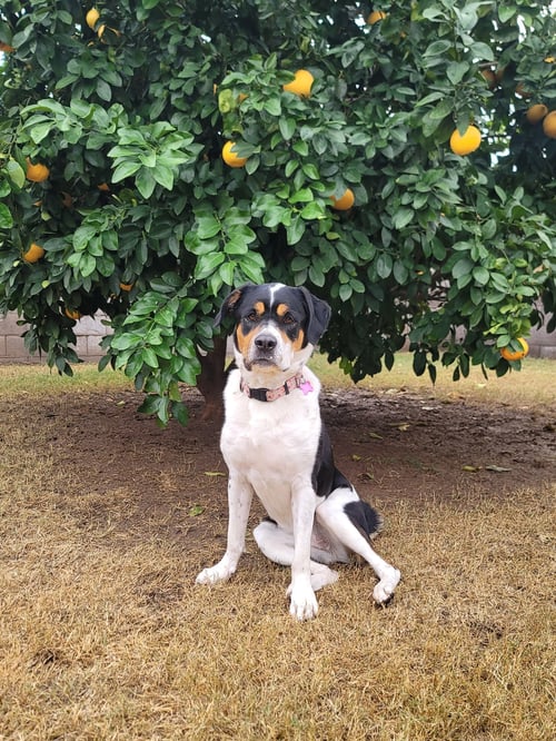 PANDA - Rottweiler / Border Collie available for adoption