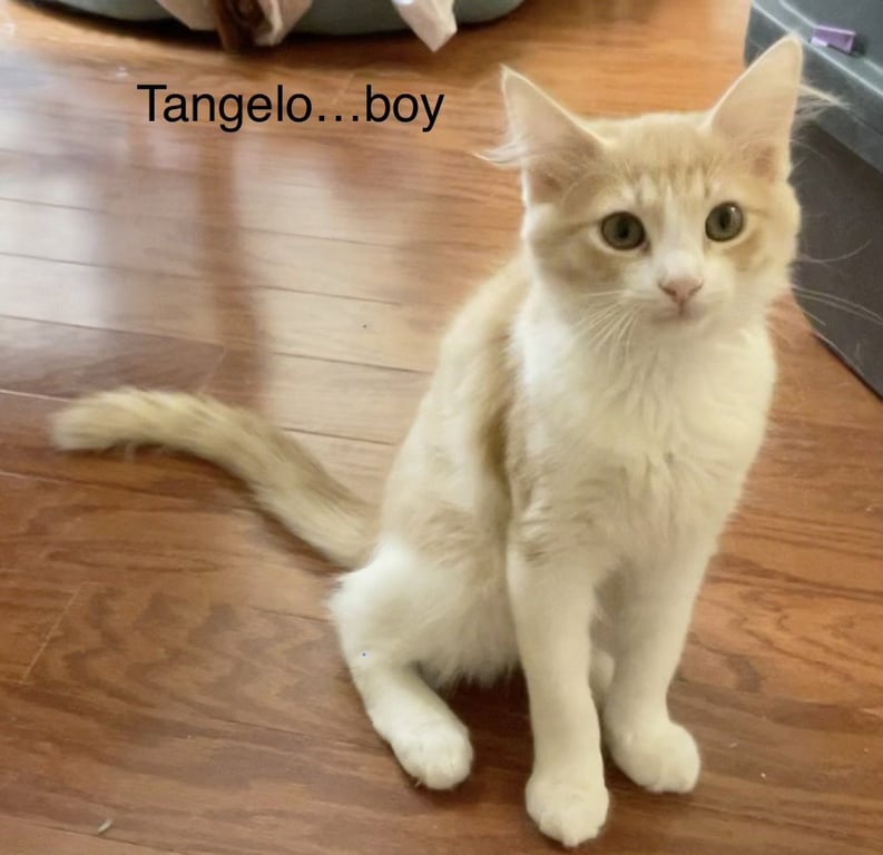 Tangelo Image