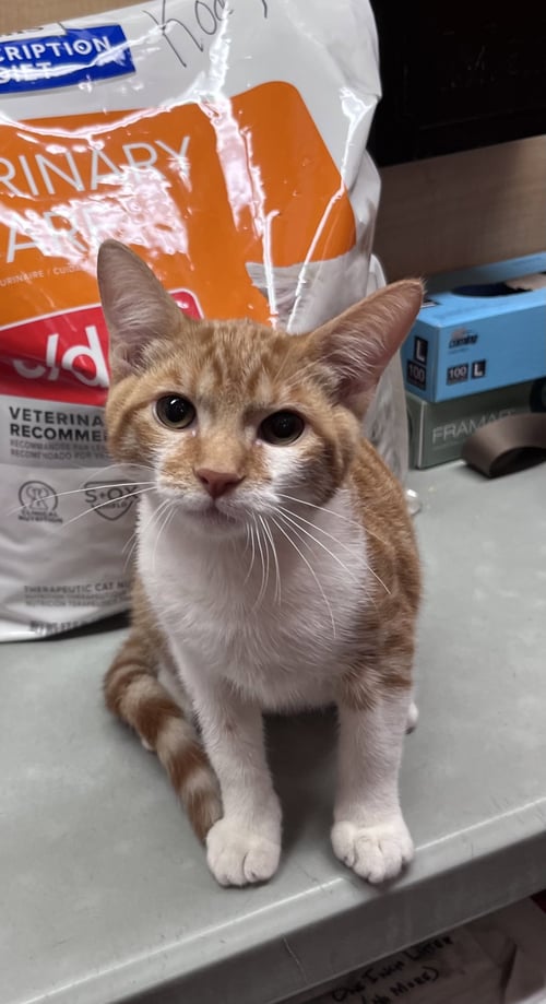 DARWIN - Domestic Short Hair for adoption in Scottsdale