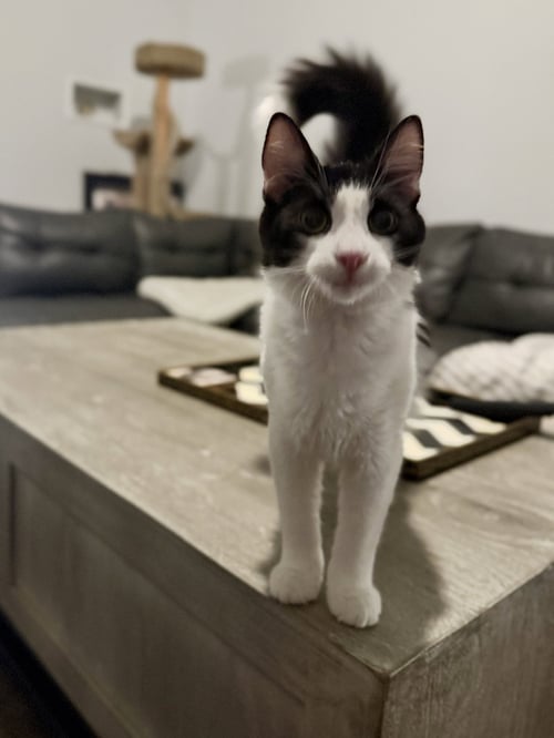 COSMO - Domestic Medium Hair available for adoption