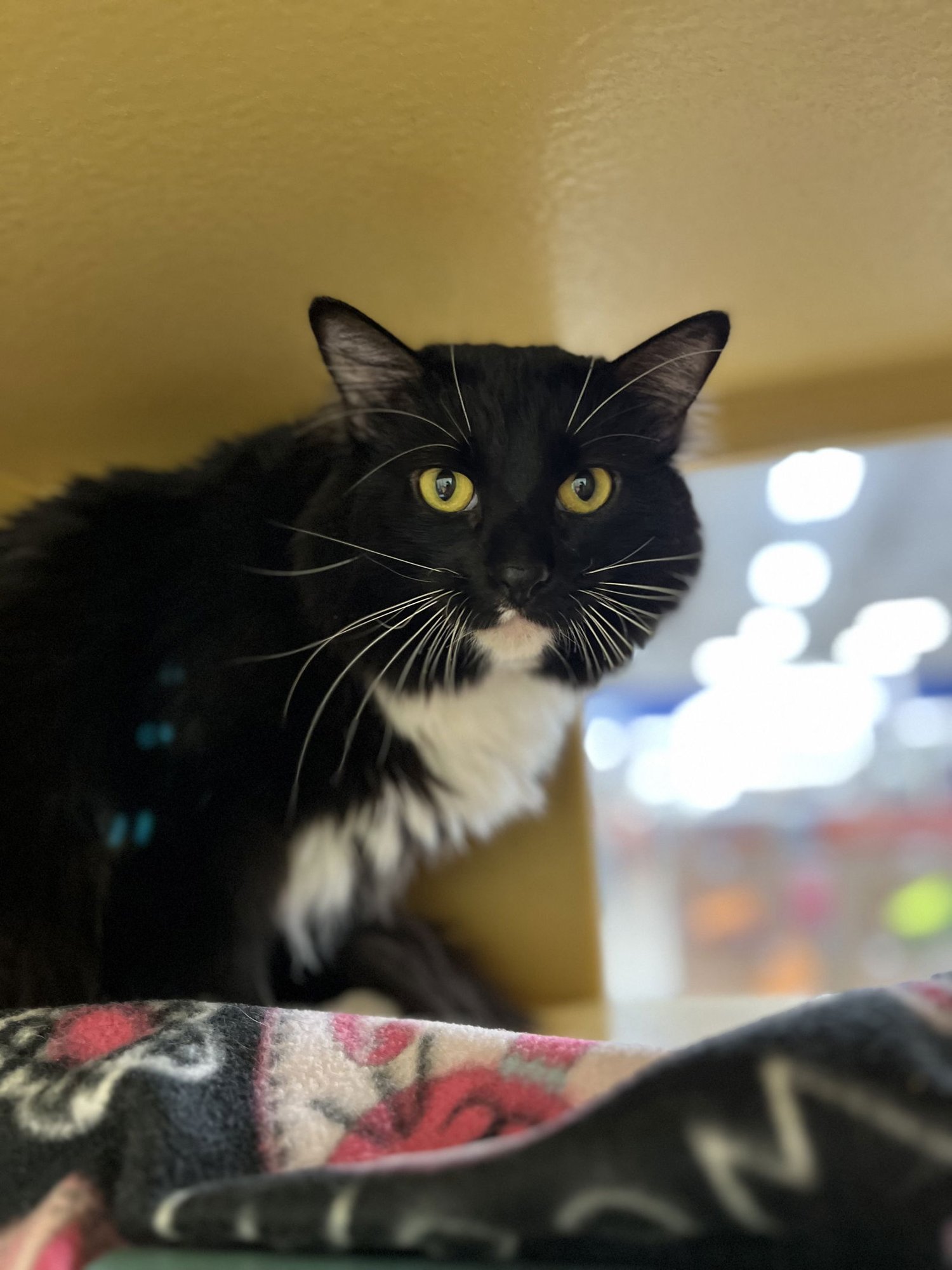 TIMMY - Domestic Long Hair for adoption in Mesa