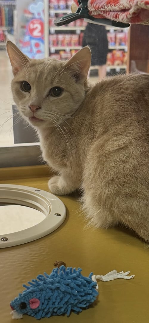 KOKO - Domestic Short Hair for adoption in Mesa