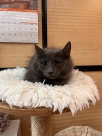 Almond - Photo 1
