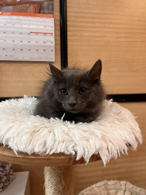 ALMOND - Domestic Long Hair for adoption in Scottsdale