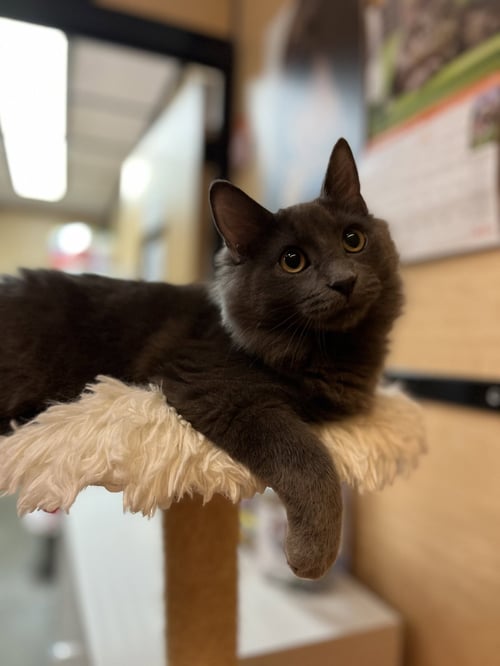 ALMOND - Domestic Long Hair for adoption in Scottsdale