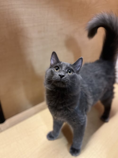 ALMOND - Domestic Long Hair available for adoption