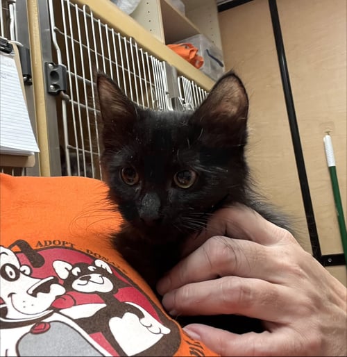 NOAH - Domestic Short Hair for adoption in Mesa