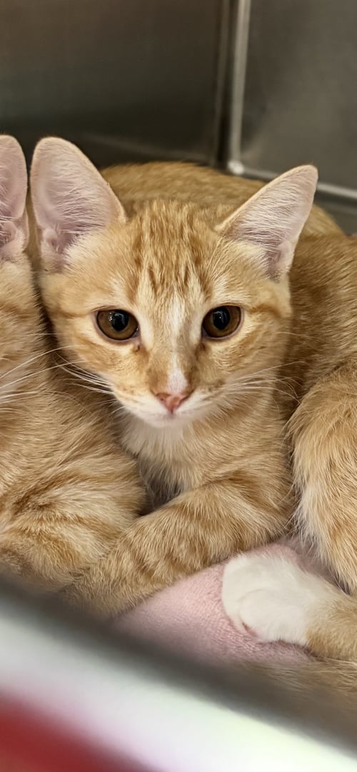 BISCUIT