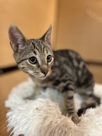 Artemis - Photo 1