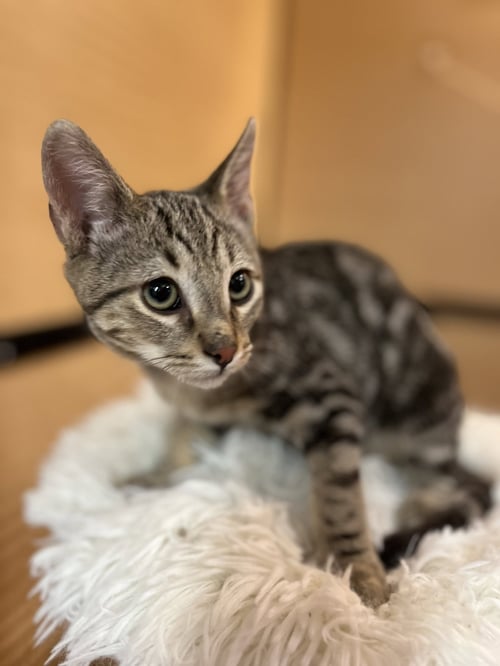 ARTEMIS - Domestic Short Hair / Bengal for adoption in Mesa