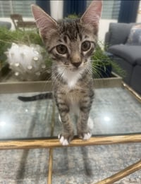 Tot (bonded with Tater) - Photo 1