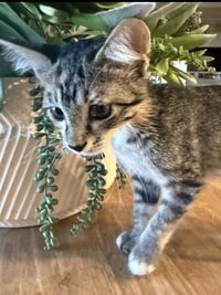 Tot (bonded with Tater) - Photo 2