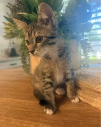 Tot (bonded with Tater) - Photo 3