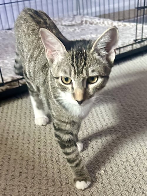 LEO STAR - Domestic Short Hair for adoption in Scottsdale