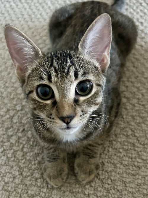LEO STAR - Domestic Short Hair available for adoption