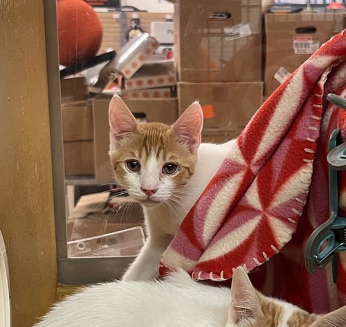 RUSTY - Domestic Short Hair available for adoption