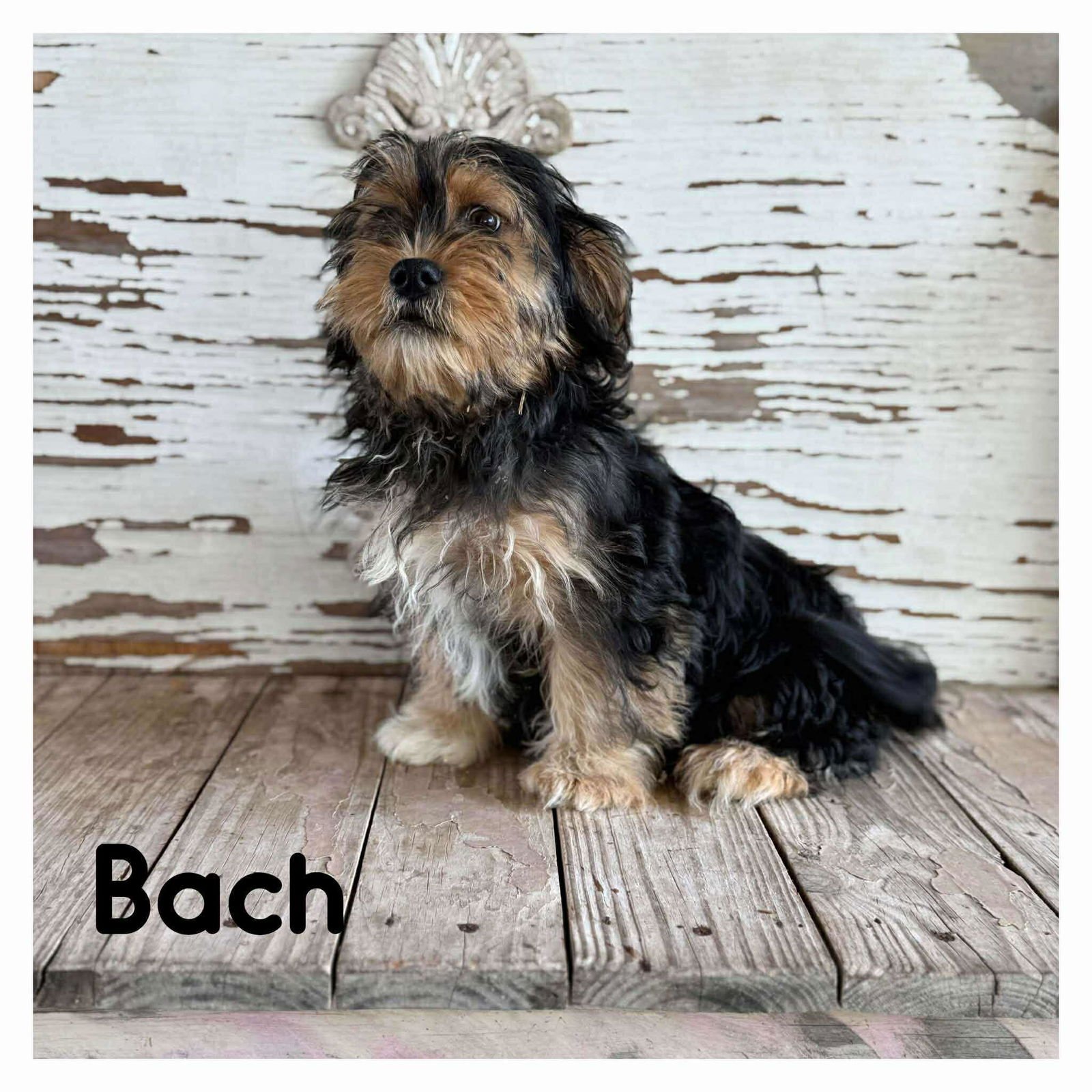 NATHALIE'S BACH TX - Terrier available for adoption