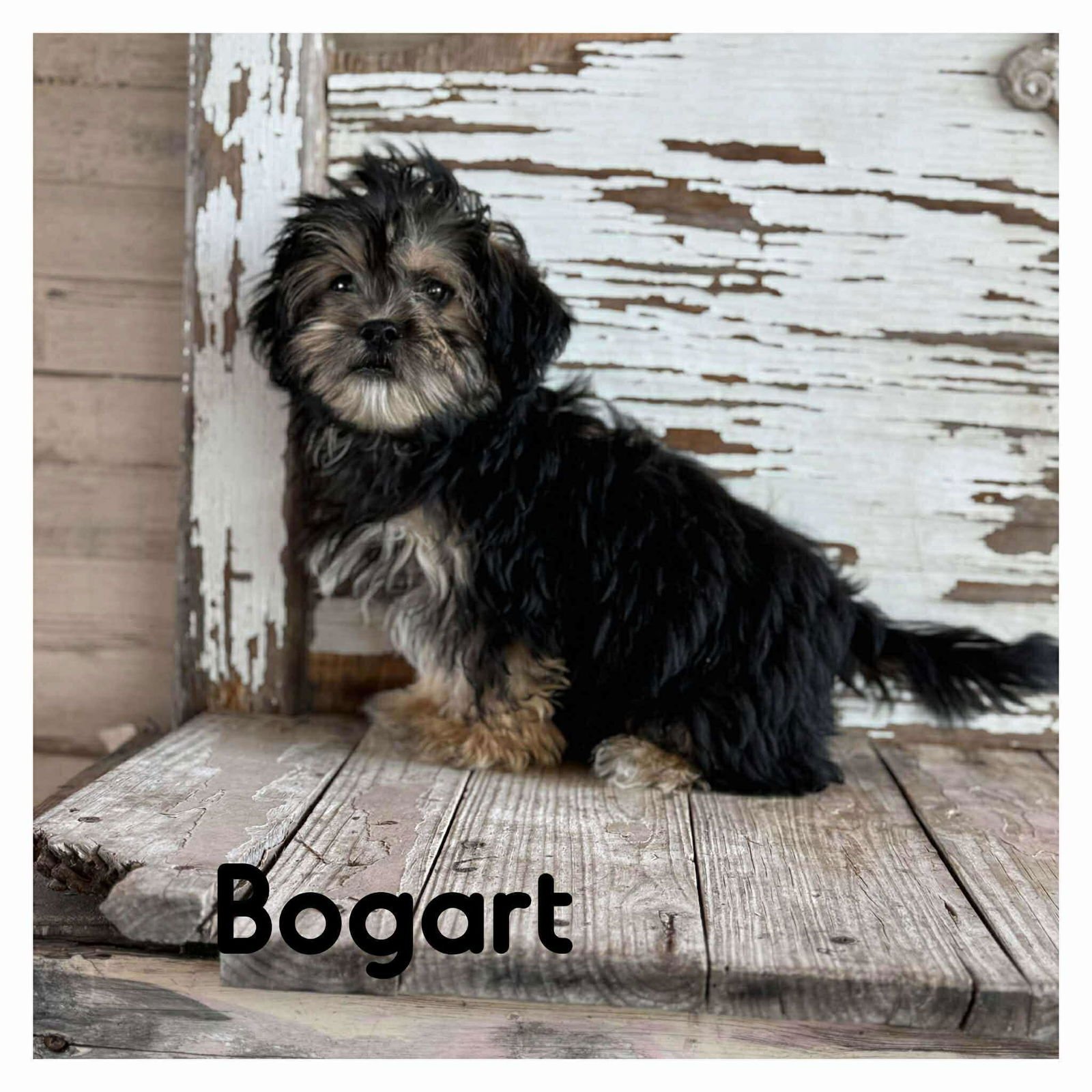 NATHALIE'S BOGART TX - Terrier available for adoption