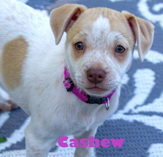 HEATHER'S CASHEW TX - Chihuahua / Cattle Dog available for adoption