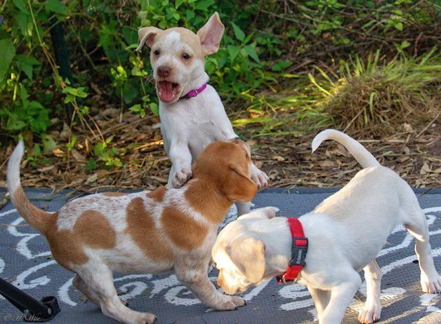 Heather's Cashew TX - Photo 3