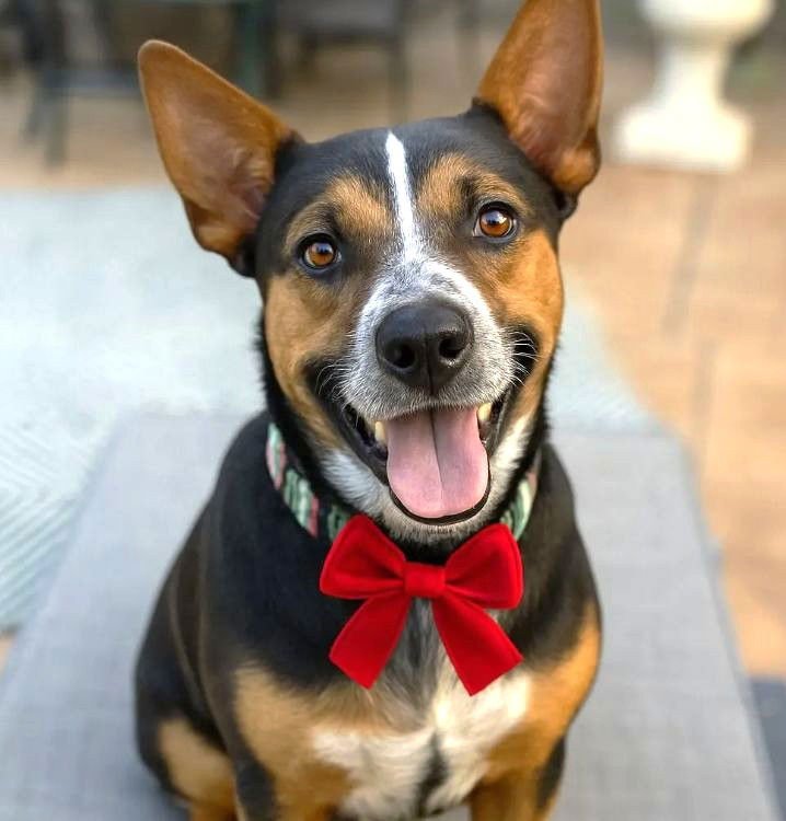 XP BRODY - Cattle Dog available for adoption