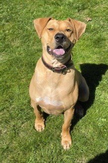 XP MICAH - Labrador Retriever available for adoption
