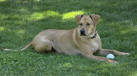XP MICAH - Labrador Retriever available for adoption