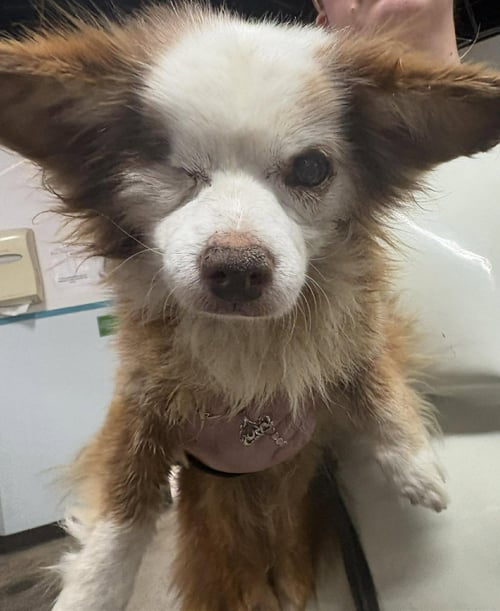 SALVATORE TX - Chihuahua available for adoption