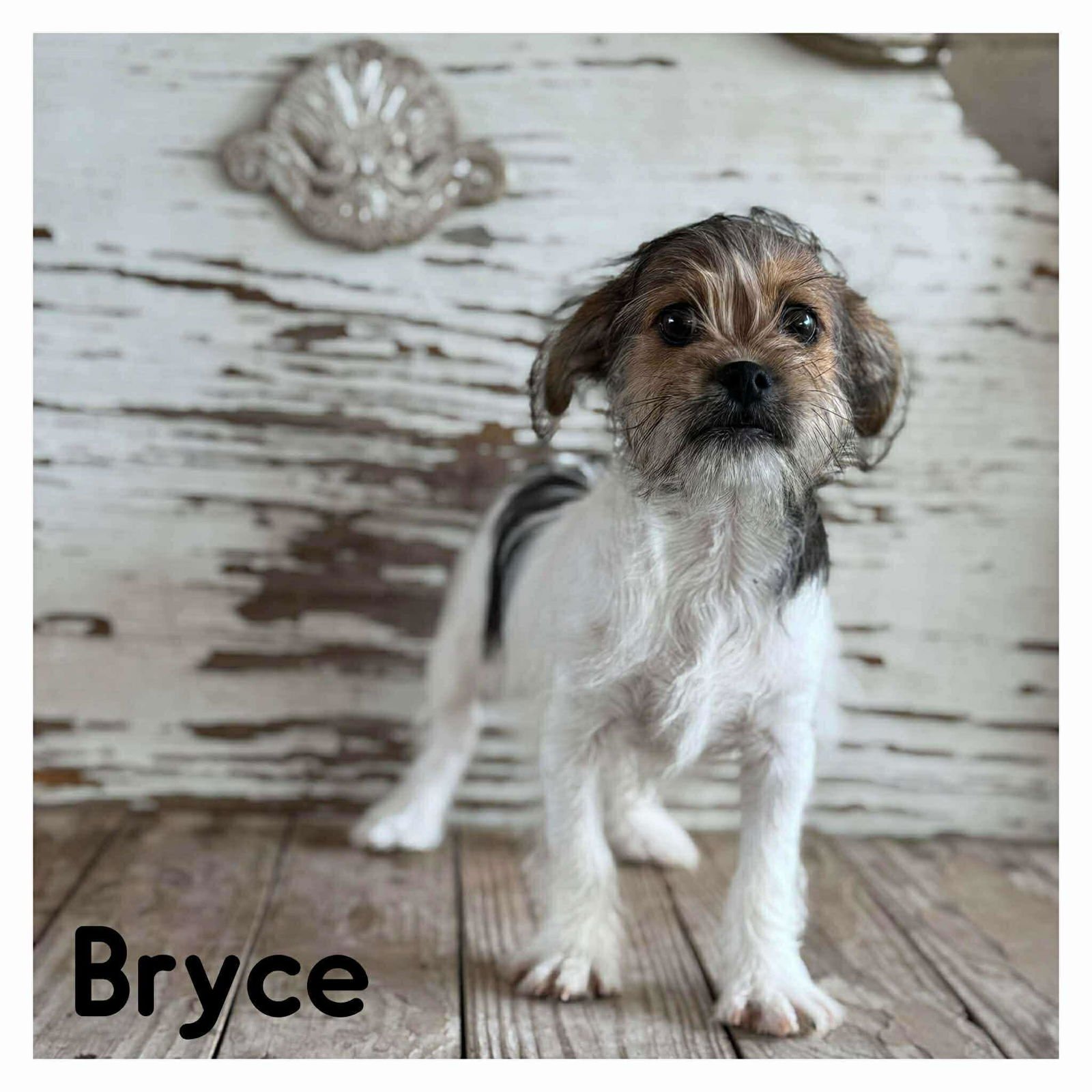 NATHALIE'S BRYCE TX - Terrier available for adoption
