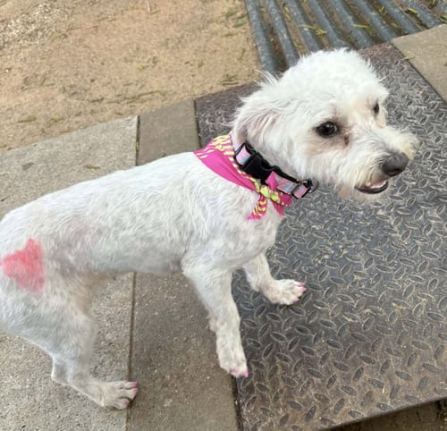 RHIANNA TX - Poodle (Miniature) / Terrier available for adoption