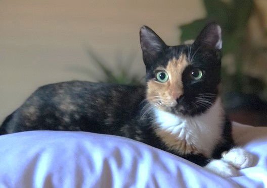XP FIG - Calico for adoption in Paterson